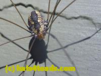 /home//u458753944/public_html/sourcegallery//Insects and small critters/spiders and kin (Arachnida)/P1140168.JPG